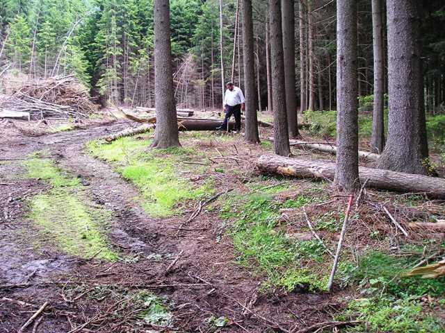 Ellertz_Weg_Bgm.JPG - Schlechte Waldwege am Ellerzhof: hier wird Abhilfe geschaffen.