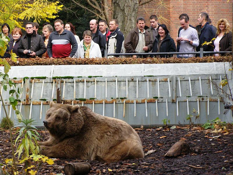 24_Baer.JPG - Der Berliner Bär im Gehege am Märkischen Museum.